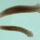 Image for article titled Scientists Use AI To Solve A Long-standing Genetics Mystery